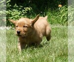 Small #4 Golden Retriever