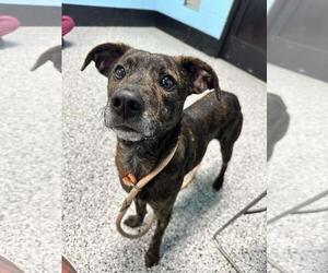 American Staffordshire Terrier-Unknown Mix Dogs for adoption in Front Royal, VA, USA