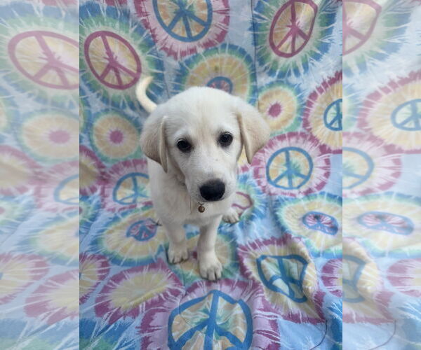 Medium Photo #4 Labrenees Puppy For Sale in New London, WI, USA