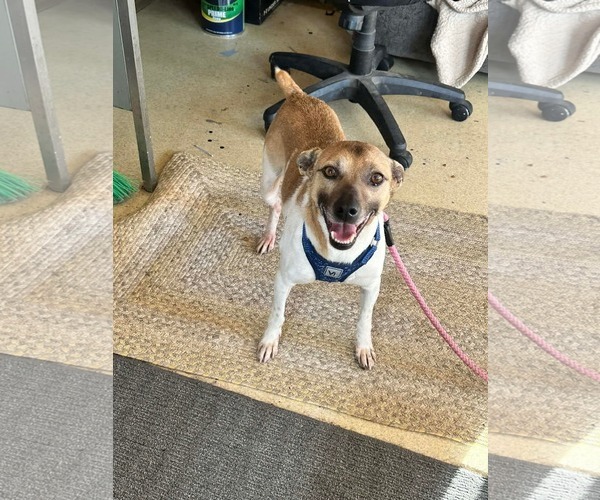 Medium Photo #4 Jack-Rat Terrier Puppy For Sale in Westwood, NJ, USA