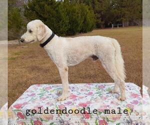 Father of the Goldendoodle puppies born on 03/19/2022