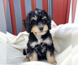 Bernedoodle-Poodle (Miniature) Mix Puppy for sale in FORT PLAIN, NY, USA