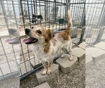 Small #1 Brittany-Pomeranian Mix