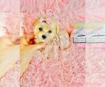 Small #7 Poodle (Toy)