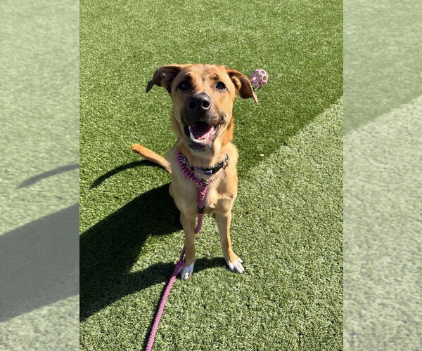 Medium Photo #8 Mutt Puppy For Sale in Salinas, CA, USA