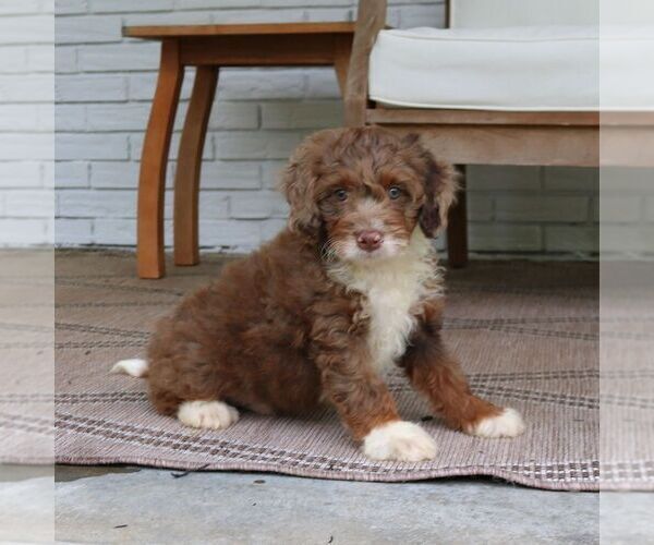 Medium Photo #3 Bernedoodle (Miniature) Puppy For Sale in NARVON, PA, USA