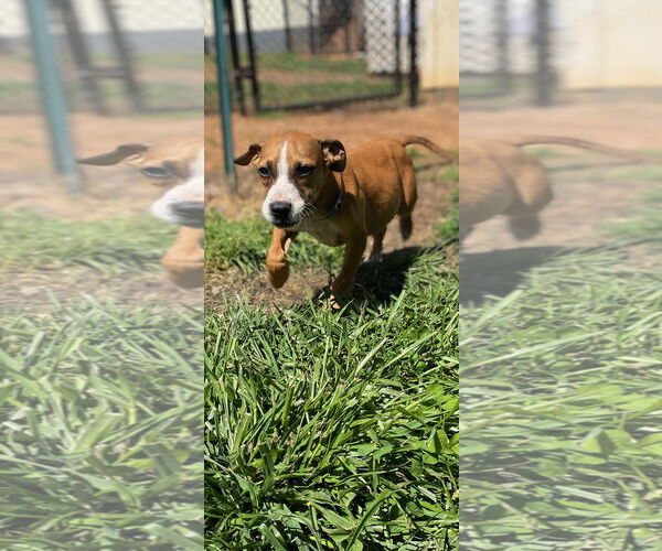 Medium Photo #3 Mutt Puppy For Sale in Pacolet, SC, USA