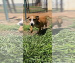 Small #2 Mutt