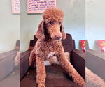 Small #2 Poodle (Standard)