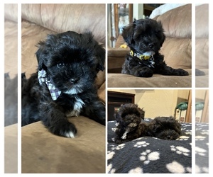 Maltipoo Litter for sale in SANGER, CA, USA