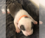 Small Photo #7 American Pit Bull Terrier Puppy For Sale in MOORESBURG, TN, USA