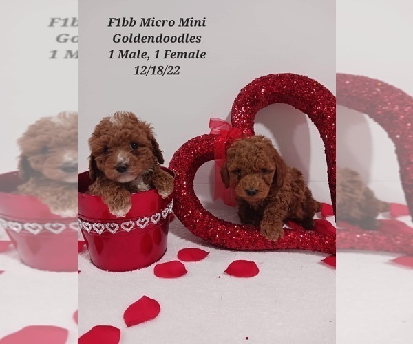 Medium Photo #3 Goldendoodle (Miniature) Puppy For Sale in SHIPSHEWANA, IN, USA