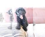 Puppy 2 Aussiedoodle