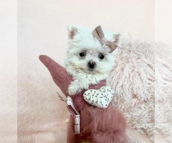 Medium Photo #9 Maltese Puppy For Sale in HOUSTON, TX, USA