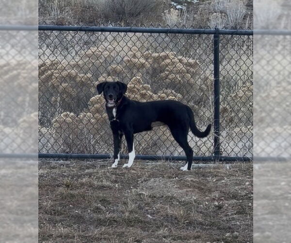 Medium Photo #5 Labrador Retriever-Unknown Mix Puppy For Sale in Sandy, UT, USA