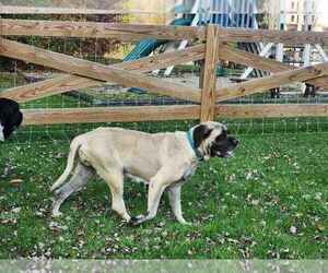 American Mastiff Dogs for adoption in FOWLER, OH, USA