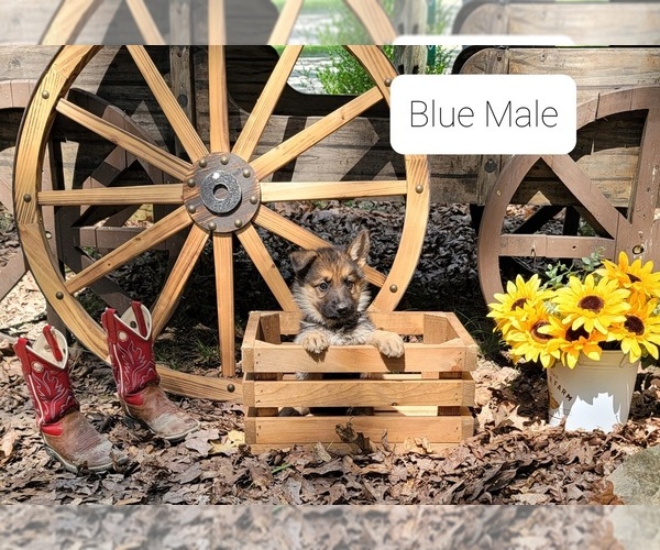 Medium Photo #1 German Shepherd Dog Puppy For Sale in FAIRFIELD, IL, USA