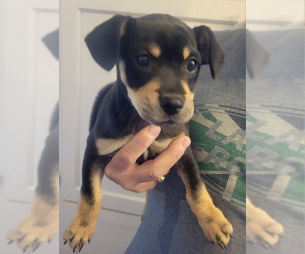 Medium Photo #3 Chihuahua-Unknown Mix Puppy For Sale in Rocky Mount, NC, USA