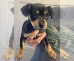 Small #2 Chihuahua Mix