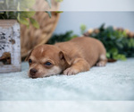 Small Photo #21 Chihuahua-Chorkie Mix Puppy For Sale in FREDERICKTOWN, OH, USA