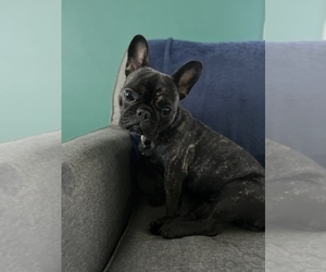 French Bulldog Puppy for sale in WARREN, PA, USA