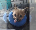 Small Mutt