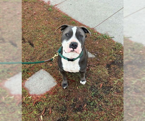 Medium Photo #1 Staffordshire Bull Terrier-Unknown Mix Puppy For Sale in Aurora, CO, USA