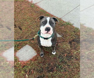 Staffordshire Bull Terrier-Unknown Mix Dogs for adoption in Aurora, CO, USA