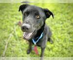 Small #1 Labrador Retriever Mix