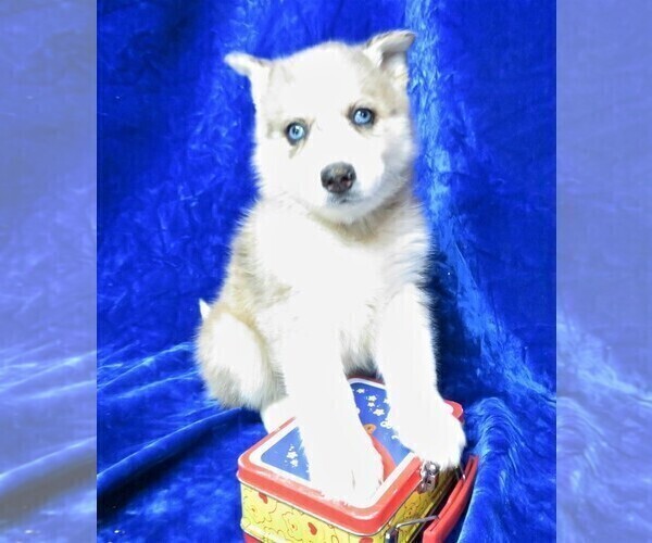 Medium Photo #1 Pomsky Puppy For Sale in GROVESPRING, MO, USA