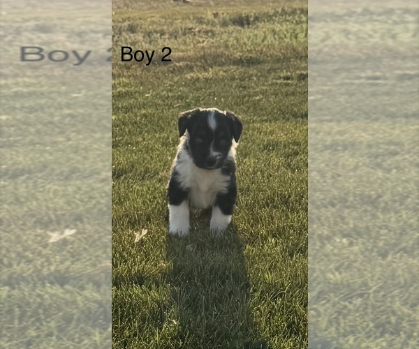 Medium Photo #2 Miniature Australian Shepherd Puppy For Sale in STRASBURG, CO, USA