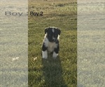Small #1 Miniature Australian Shepherd