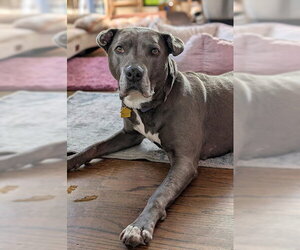 American Pit Bull Terrier-Unknown Mix Dogs for adoption in Lake Wylie, SC, USA