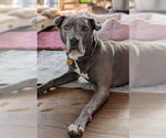 Small American Pit Bull Terrier Mix