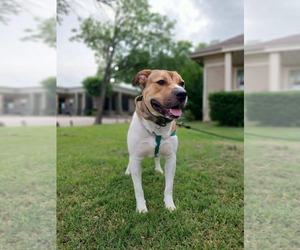 American Pit Bull Terrier-Unknown Mix Dogs for adoption in Dallas, TX, USA
