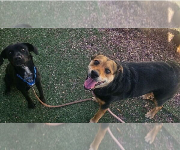 Medium Photo #4 Border Collie-Unknown Mix Puppy For Sale in Lakewood, CO, USA