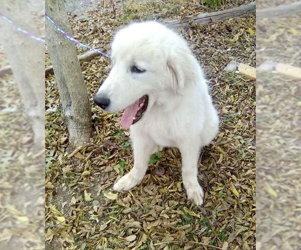 Medium Photo #6 Great Pyrenees Puppy For Sale in Spring, TX, USA