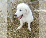 Small #5 Great Pyrenees