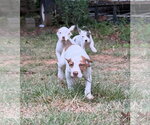 Small Pointer Mix