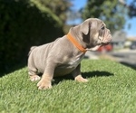 Small #2 English Bulldog