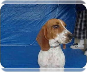 Tesha - Female Basset Hound Dog for Adoption - Photo #4