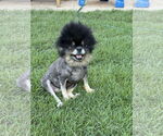 Small #1 Pomeranian