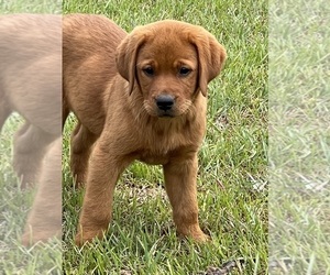 Labrador Retriever Puppy for sale in PINE HILL, AL, USA