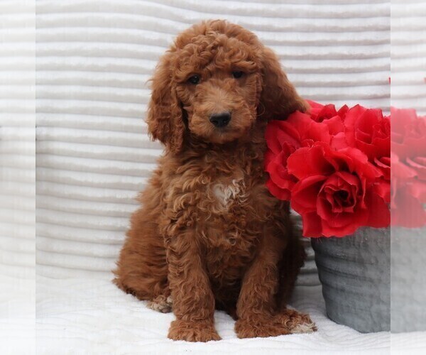Medium Photo #1 Goldendoodle-Poodle (Standard) Mix Puppy For Sale in GAP, PA, USA