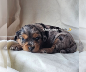 Miniature Australian Shepherd Litter for sale in GILBERT, AZ, USA
