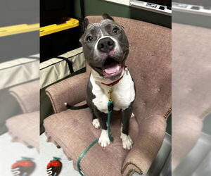 American Pit Bull Terrier Dogs for adoption in Waterford, VA, USA