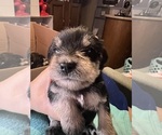 Puppy Puppy 4 Schnauzer (Miniature)