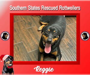Rottweiler Dogs for adoption in White Hall, AR, USA