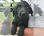 Small Photo #1 Labradoodle Puppy For Sale in PINE ISLAND, MN, USA