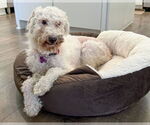 Small #6 Maltese Mix